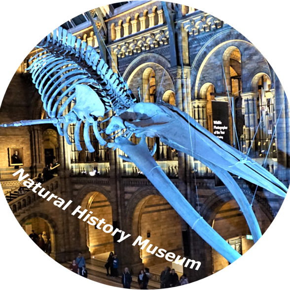 London - Natural History Museum.png